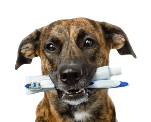 Care for your pets' teeth like your own!