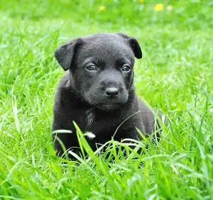 Animal Portrait Puppy Small Dog Dog