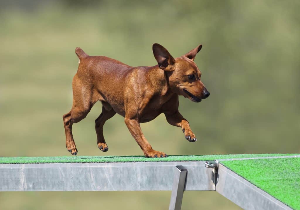 dachshund