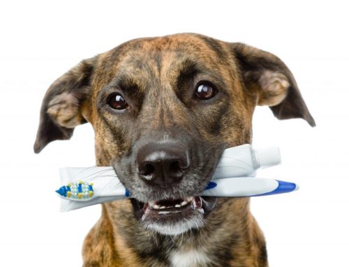 Pets have teeth too