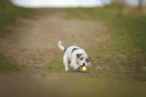 beautiful and fun young parson russel terrier dog jack russel terrier puppy jump und running