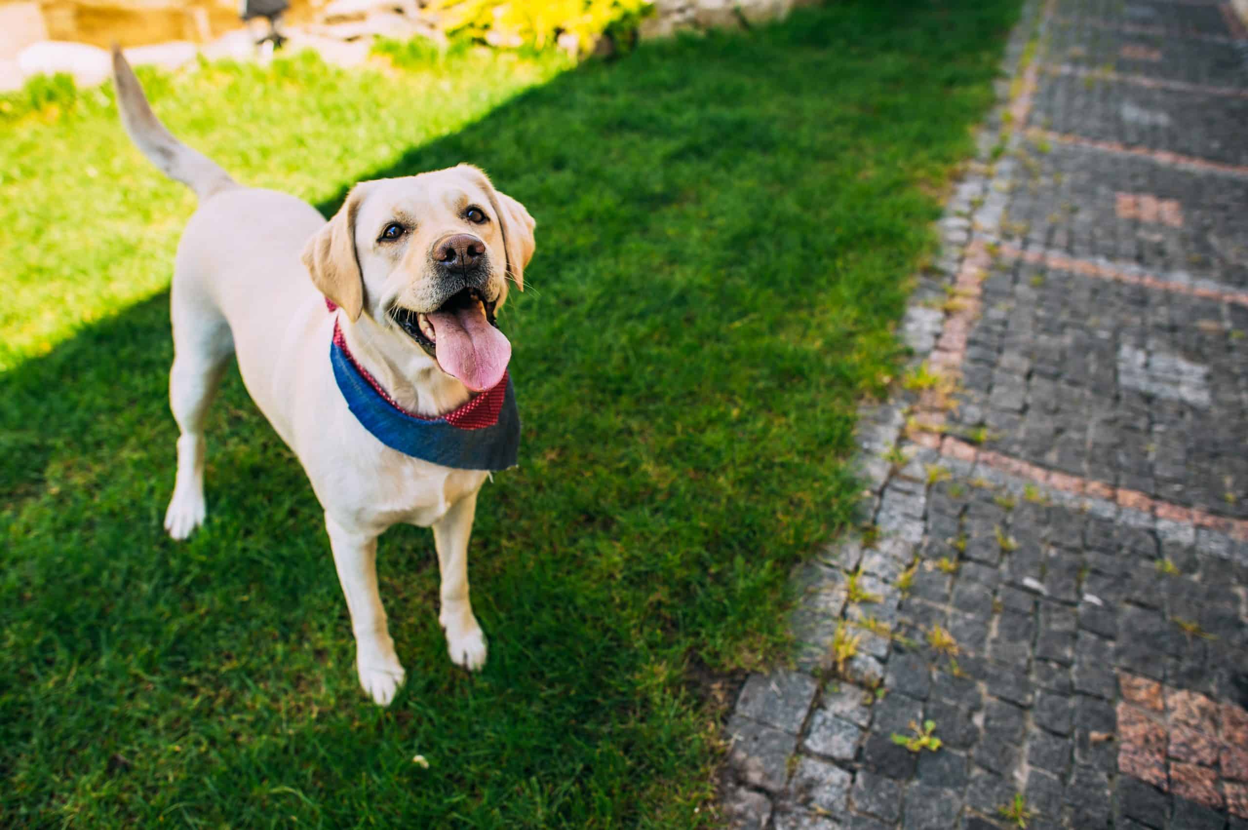 Labrador Dog standing in grass with his camouflage
