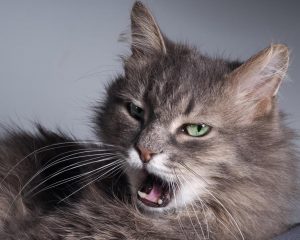Head shot of yawning Kitten