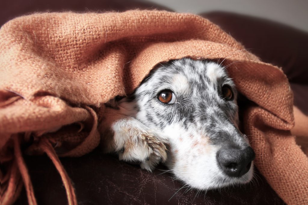 Border collie / Australian shepherd dog under blanket on couch looking hopeful lonely sick tired bored cute thoughtful