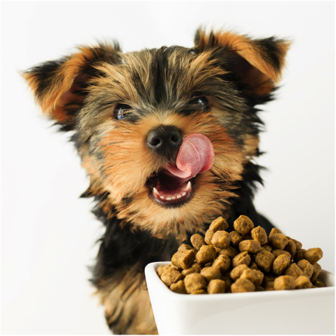 Is you pup not chewing anymore? What you should know.