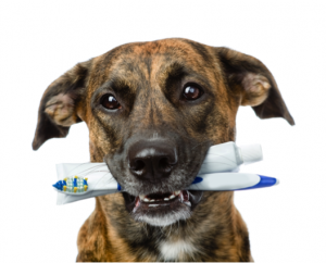 Dog with a toothbrush on a white background