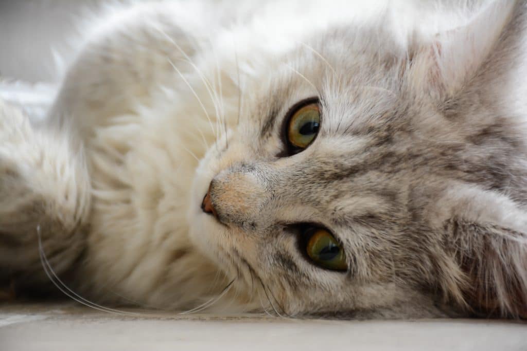 what is feline friendly