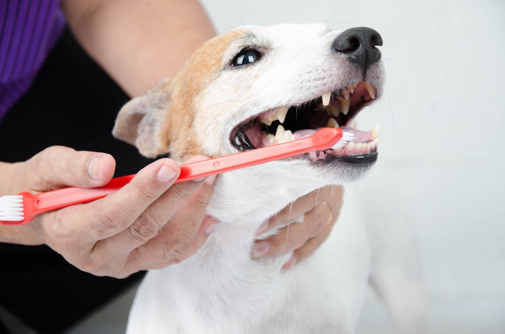 brushing dog teeth
