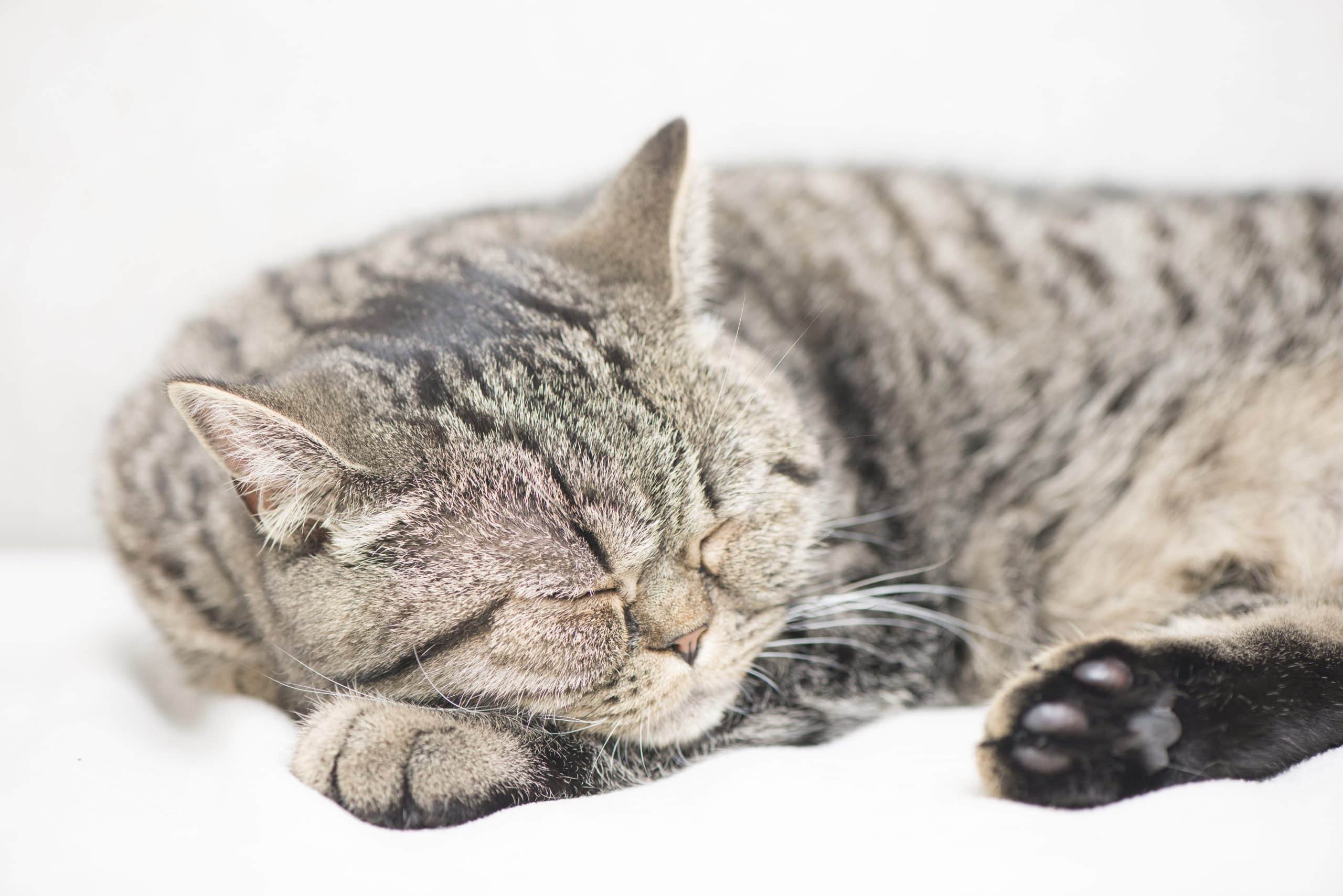Tired tabby cat lying down and resting at home. Sleeping pet taking a nap.