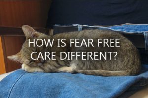 cat free care
