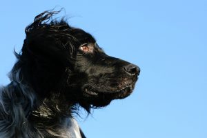 Munsterlander Black Dog