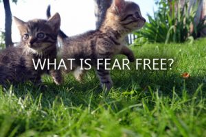 kitten fear free