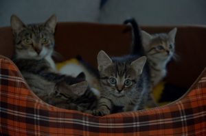 three brown tabby cats on pet bed