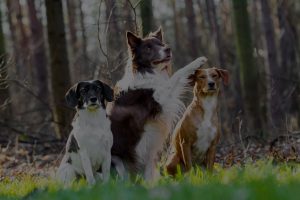 Three dogs sitting in the evening in front of a cereal field