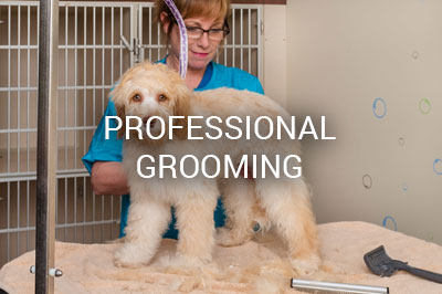 Female groomer haircut dog