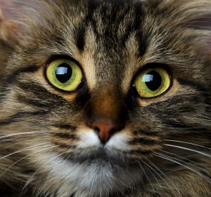 Cute muzzle tabby cat close up