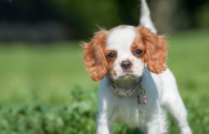 closeup of a playful spaniel puppy face