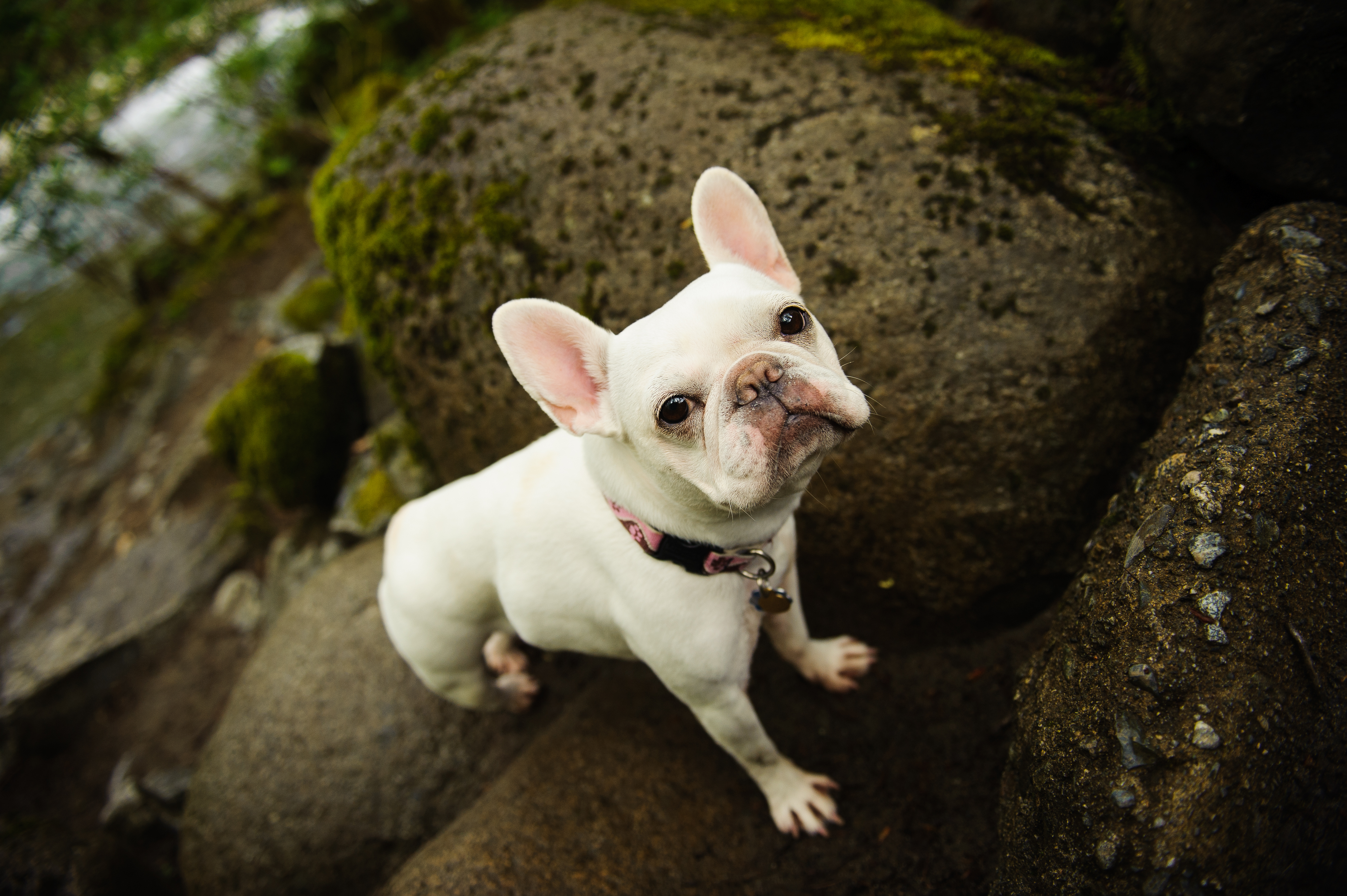 White French Bulldog standing in the rocks