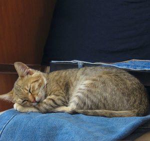Blue Jeans Domestic Cat Young Animal Kitty Sleep
