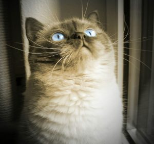 cat-blue-eye-dreamy-mieze