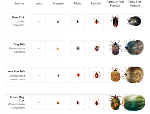 I found a tick! What should I do? - Vet In St Charles | Loyal ...