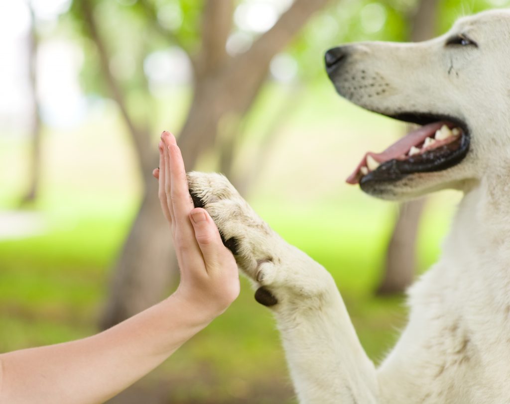 Dog Behavior Training: Why Your Dog Digs and How to Stop It