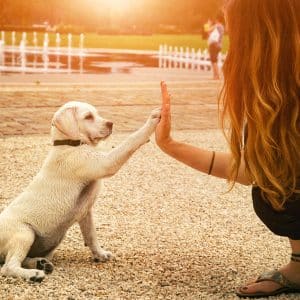 handshake between woman and pretty puppy- High Five - teamwork between girl dog