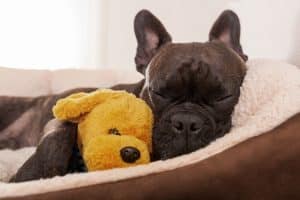 Dog falls asleep in the arms of a stuffed toy