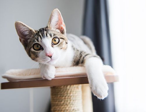 The Power of Pet Insurance