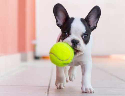 Charting your Pet’s Resting Respiratory Rate