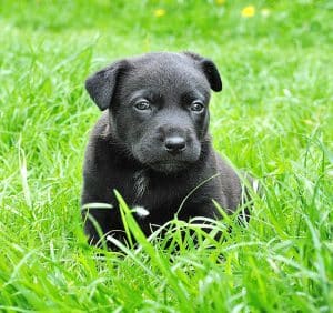 Animal Portrait Puppy Small Dog Dog
