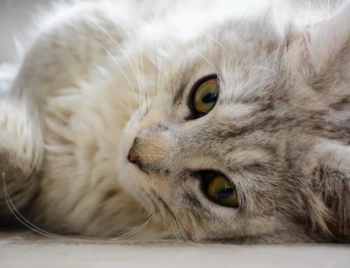 Can the new coronavirus affect my pet?